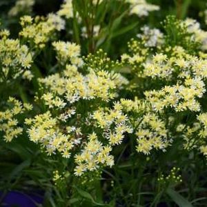 Sugar Kisses Goldenrod, Solidago x 'Sugar Kisses'